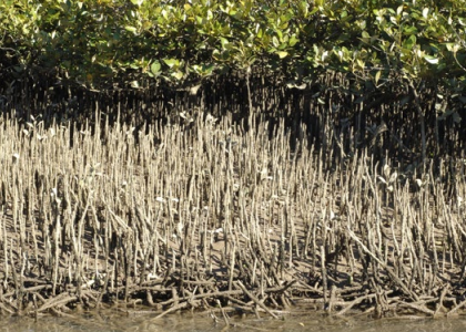 Mangrove-Inspired Seawalls: A Biomimetic Approach to Coastal Protection